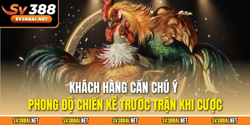 Khách hàng cần chú ý phong độ chiến kê trước trận khi cược Khách hàng cần chú ý phong độ chiến kê trước trận khi cược