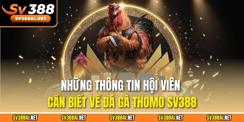 Những thông tin hội viên cần biết về đá gà Thomo SV388 Những thông tin hội viên cần biết về đá gà Thomo SV388